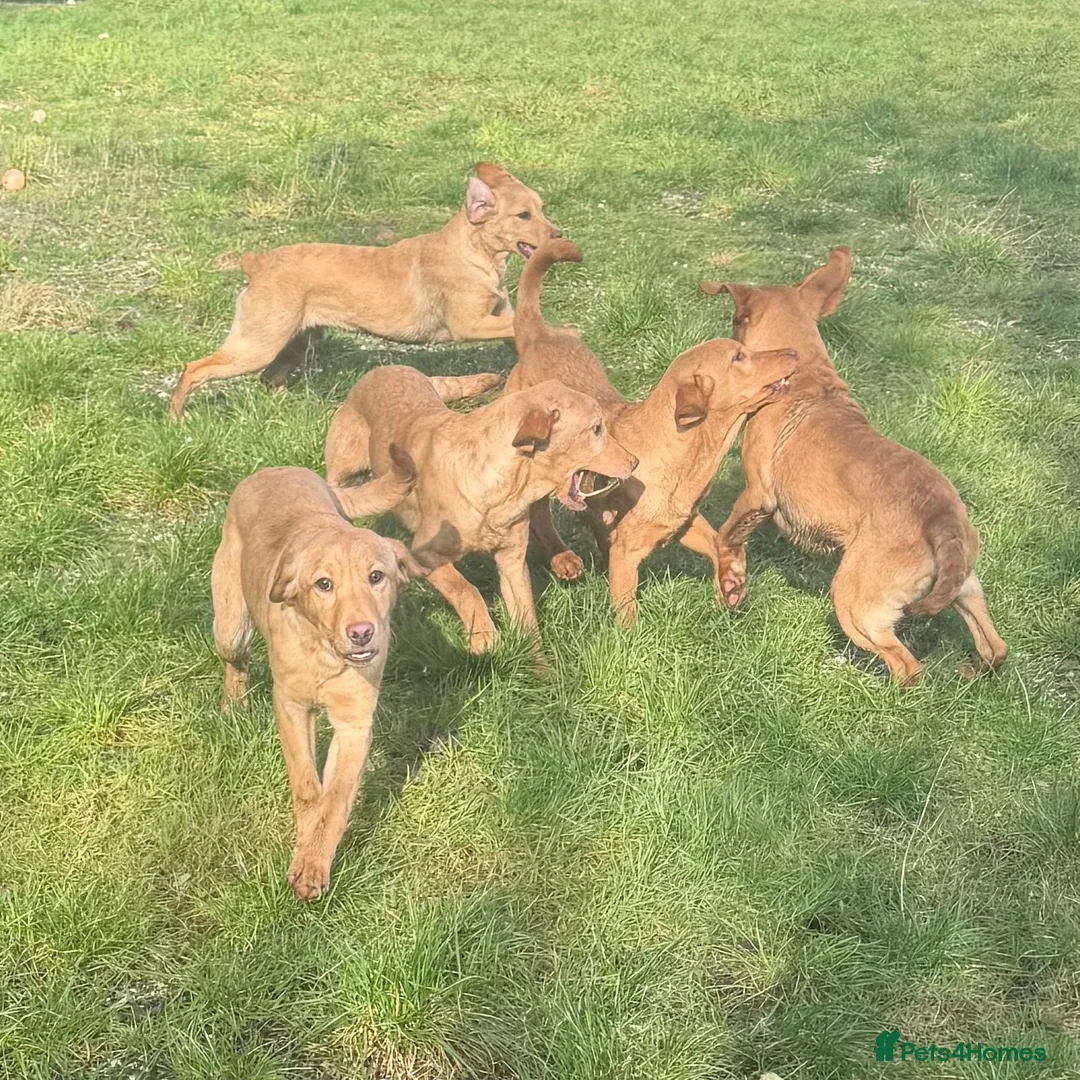 Labrador Retriever dogs for sale: 🧡 Older Yellow & Red RKC Labrador Boys 💛 - Advert 10