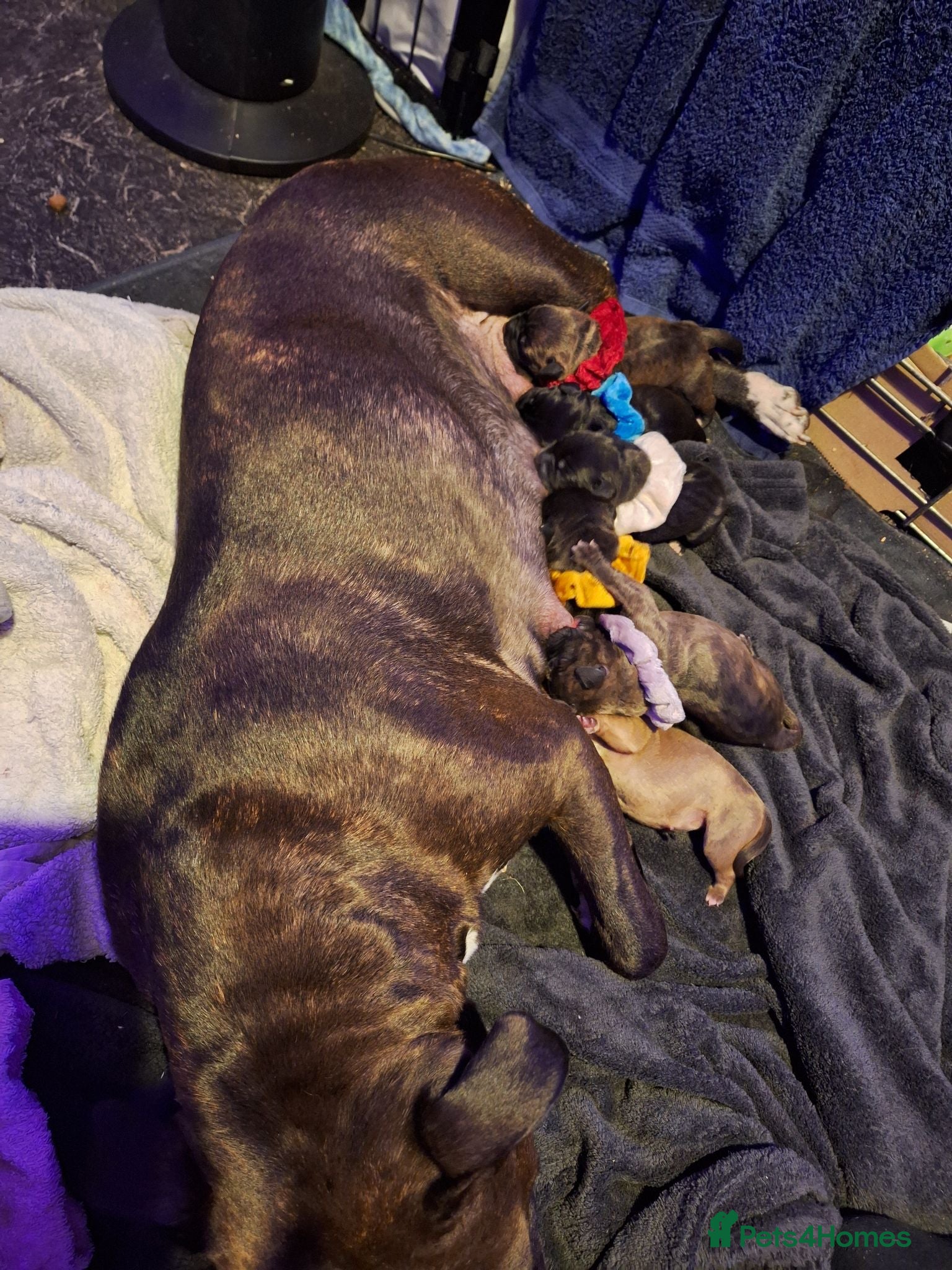 Mixed Breed dogs 3 beautiful  girl  staffy cross lab - Advert 2