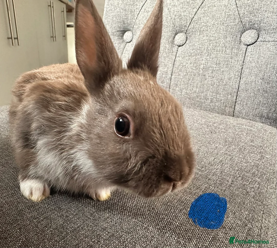 English Spot rabbits for sale: Adorable English Spot x Rex bunnies for sale - Advert 6