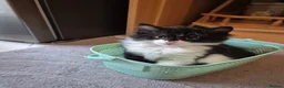 Mixed Breed cats for sale: Unique Smart Kittens for Loving Homes  in Kilwinning - Advert 13