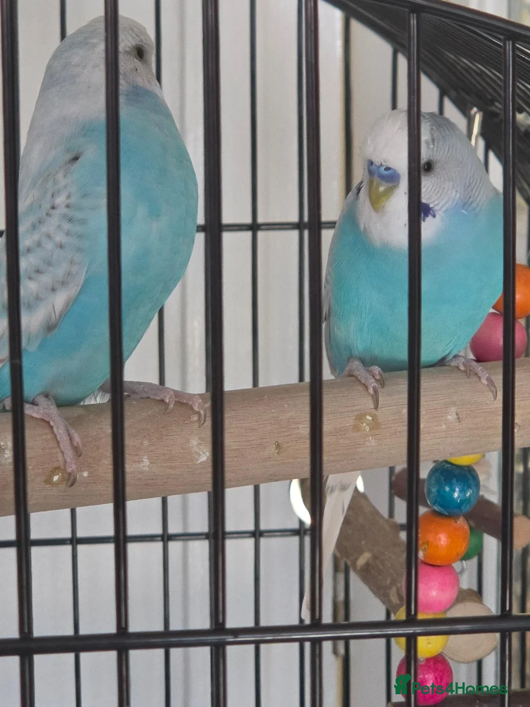Parrots birds for sale: Pair of Blue Budgies for £150 in Birmingham - Advert 2
