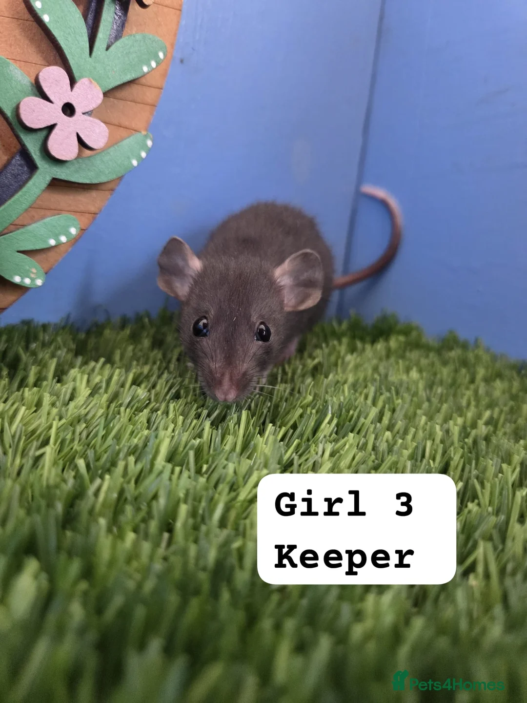 Rat rodents for sale: Dwarf Baby Rats Male Female Girls Boys  - Advert 7