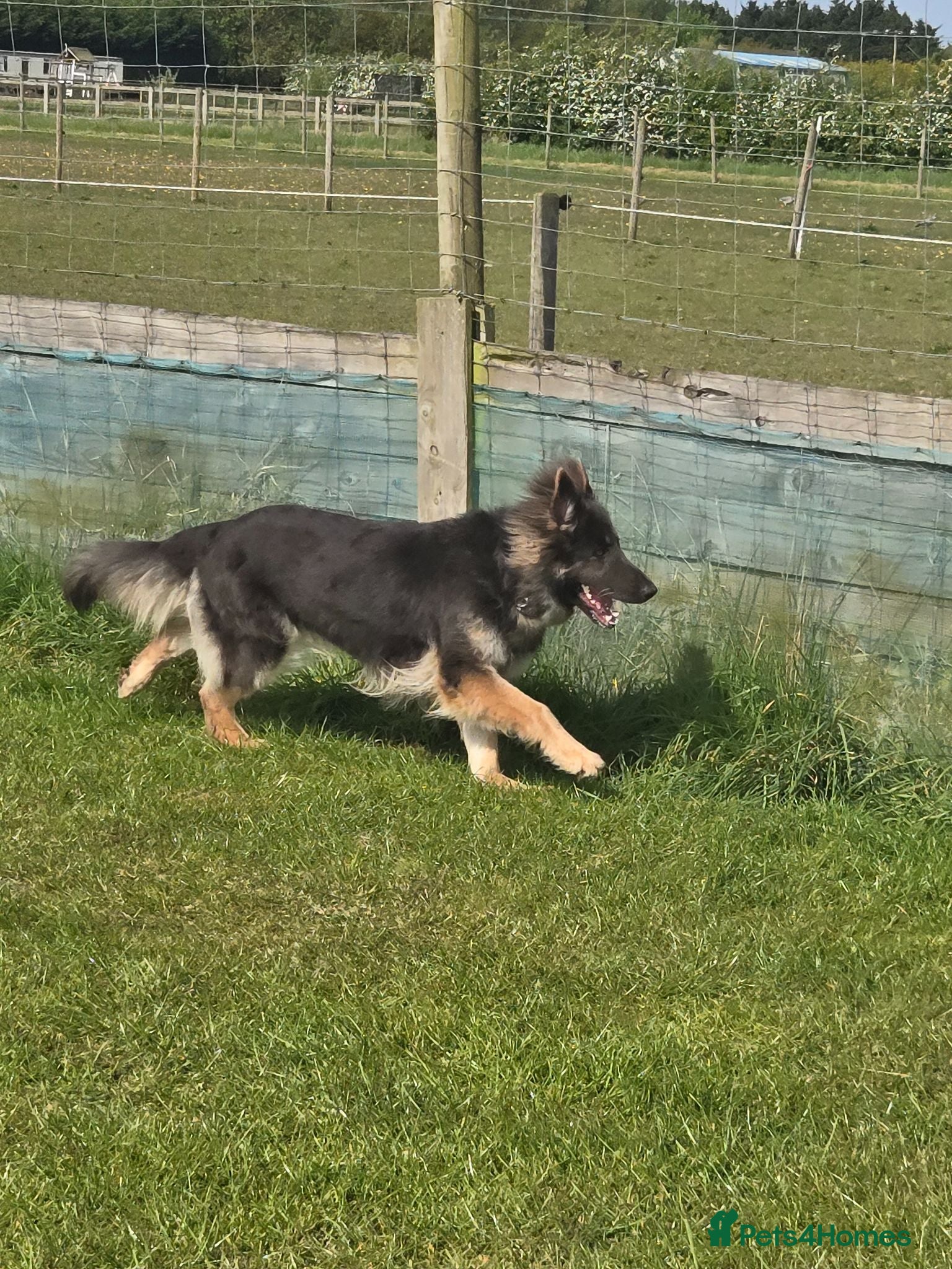 German Shepherd dogs Stunning long haired Blue/Tan female - Advert 8
