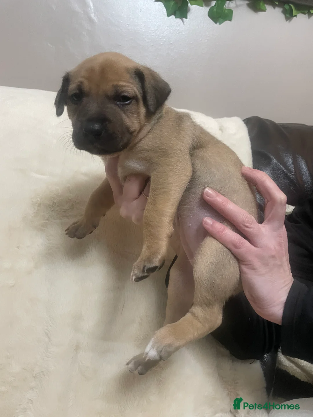 Mixed Breed dogs for sale: Beautiful Staffy x Collie Pups, 4 male 5 girls - Advert 19