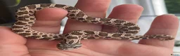 Snake reptiles for sale: Various Western Hognose Hatchlings - Advert 38