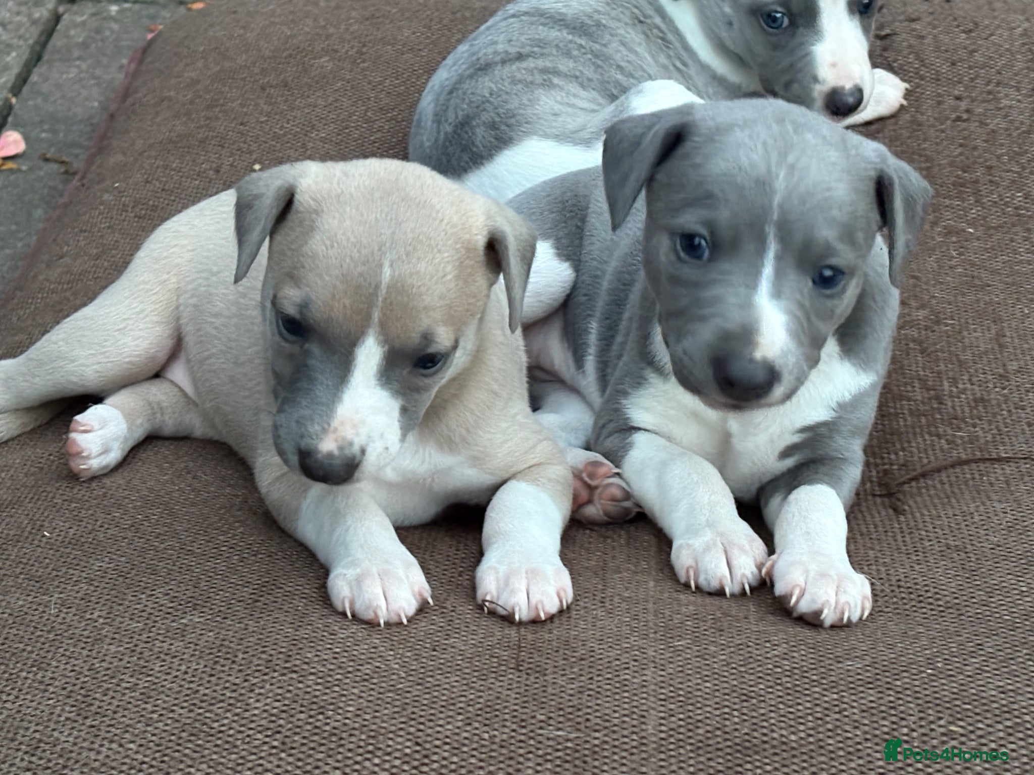 Whippet dogs Exceptional bred whippets for sale  - Advert 1