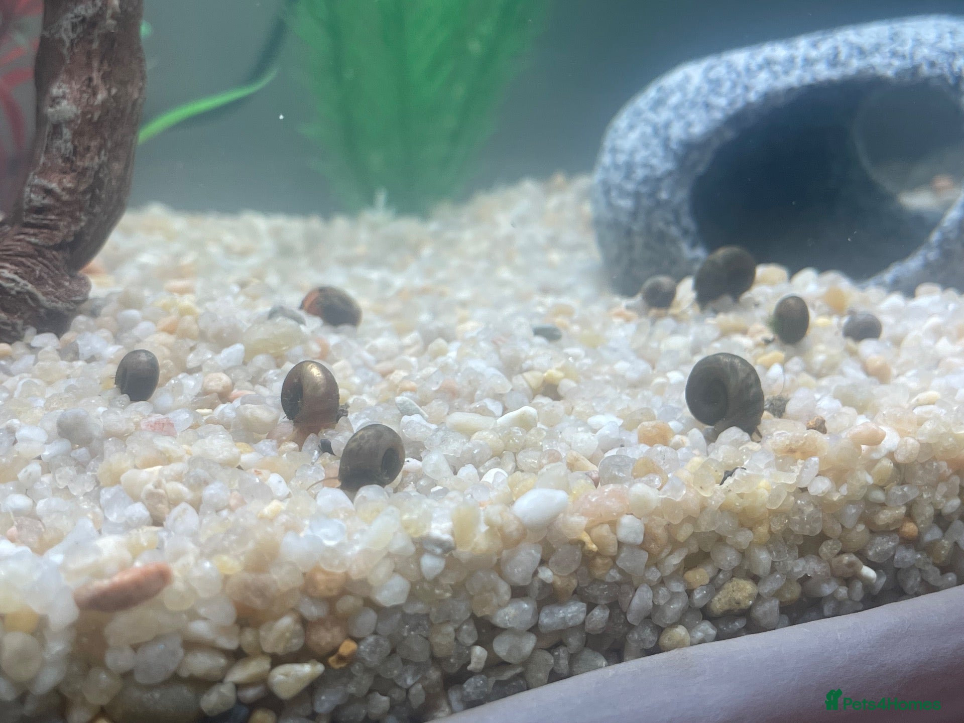 Snails invertebrates Ramshorn Snails - Advert 12