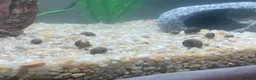 Snails invertebrates for sale: Ramshorn Snails in High Wycombe - Advert 1