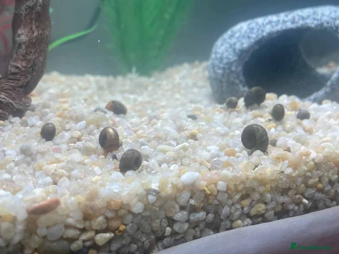 Snails invertebrates for sale: Ramshorn Snails in High Wycombe - Advert 1