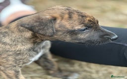 Mixed Breed dogs for sale: Whippet * patterdale  - Image 1