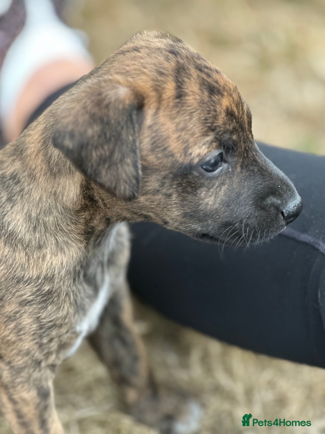 Mixed Breed dogs for sale: Whippet * patterdale  - Image 1