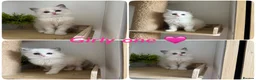 Ragdoll cats for sale: 2Left 🩷 ! Pure Bicolour ragdoll Kittens  - Advert 2