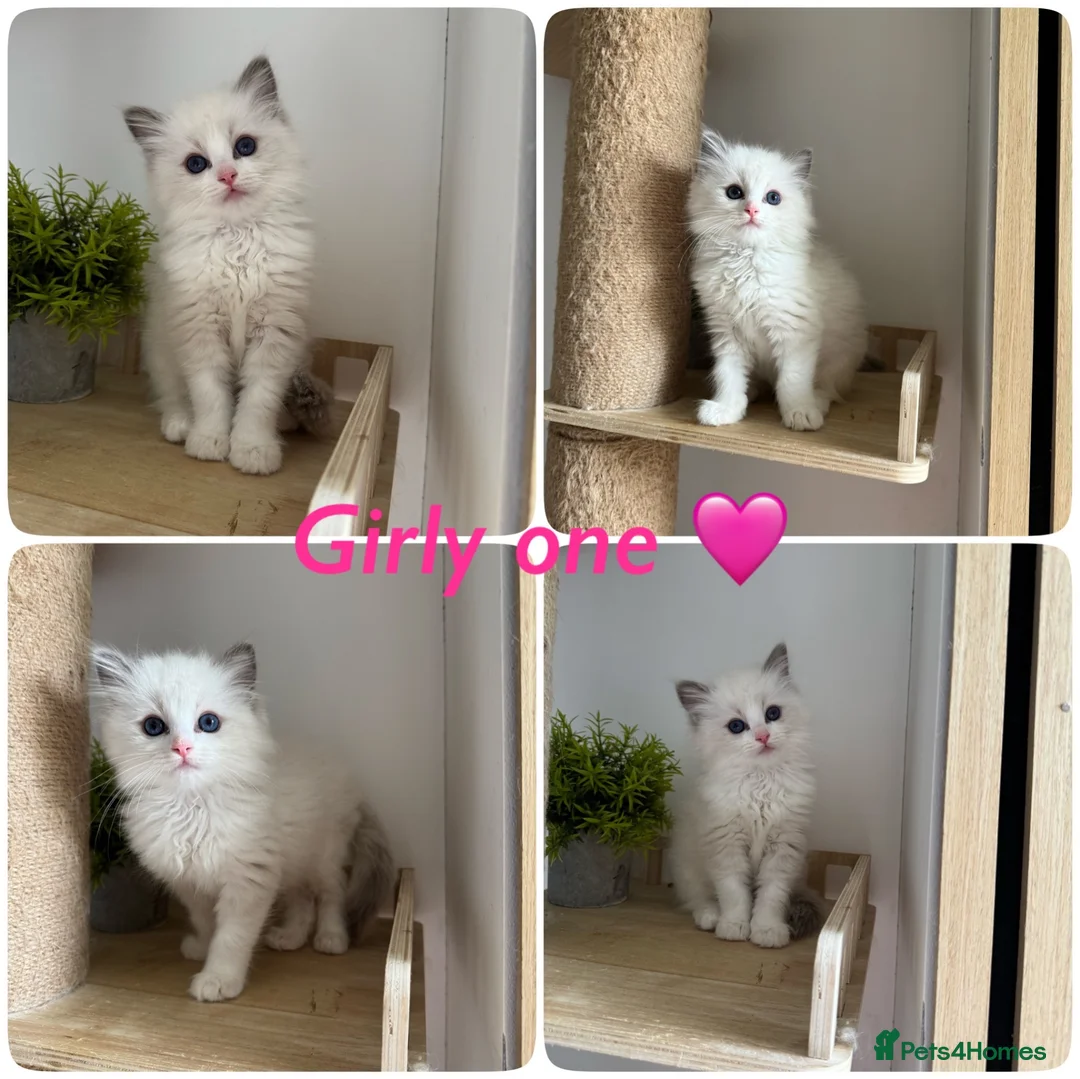 Ragdoll cats for sale: 2Left 🩷 ! Pure Bicolour ragdoll Kittens  - Advert 2