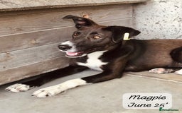Mixed Breed dogs for adoption: Magpie- beautiful 1 year old- Reserved stc. in Brixham - Image 17