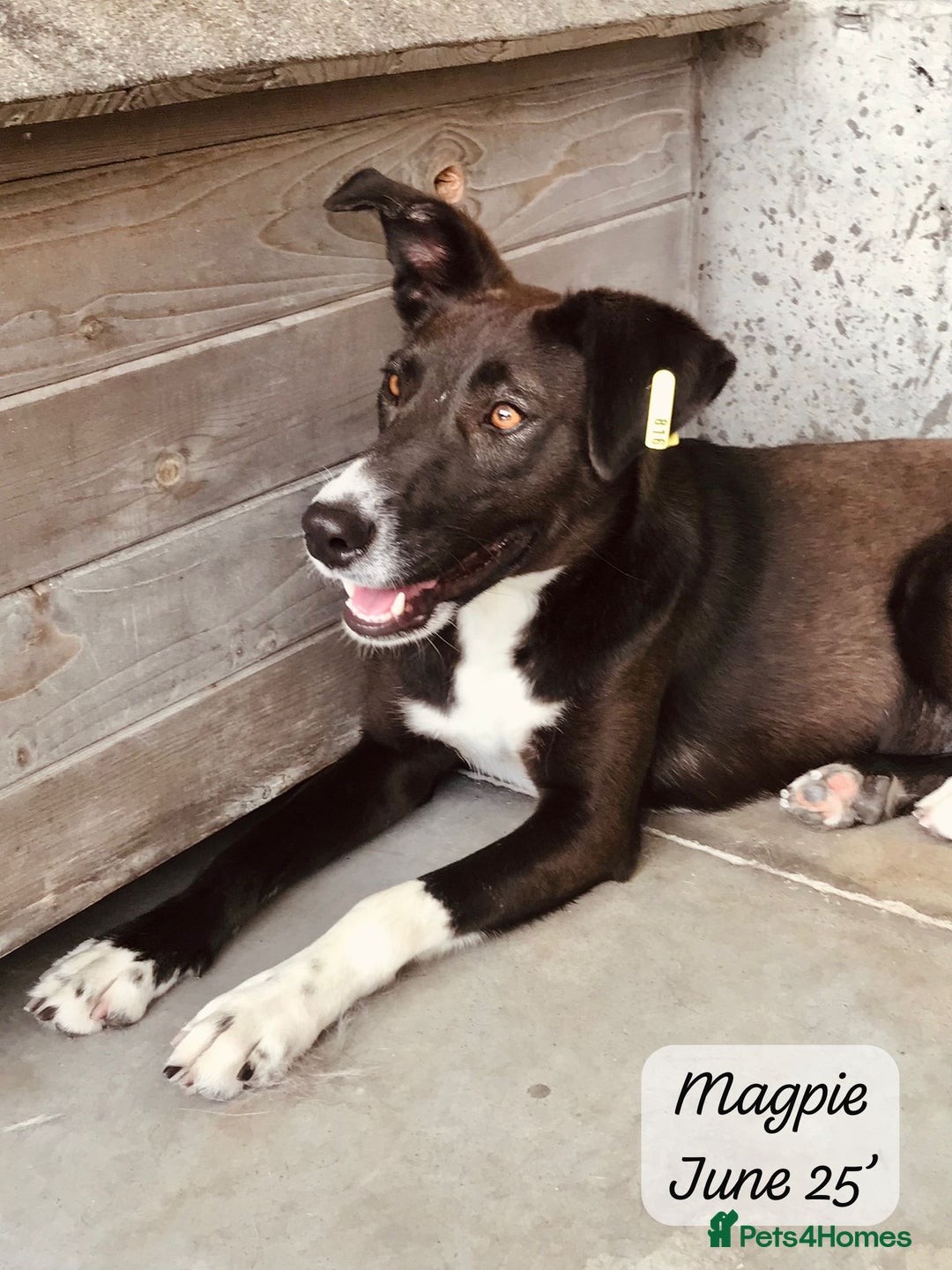 Mixed Breed dogs for adoption: Magpie- beautiful 1 year old- Reserved stc. in Brixham - Image 17