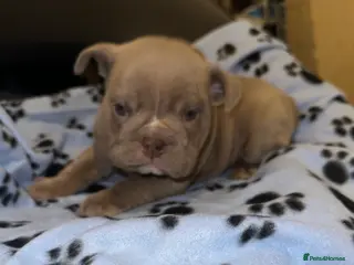 English Bulldog dogs ‼️🚨SALE🚨ENGLISH BULLDOG AMERICAN BLOODLINE‼️ - Advert 17