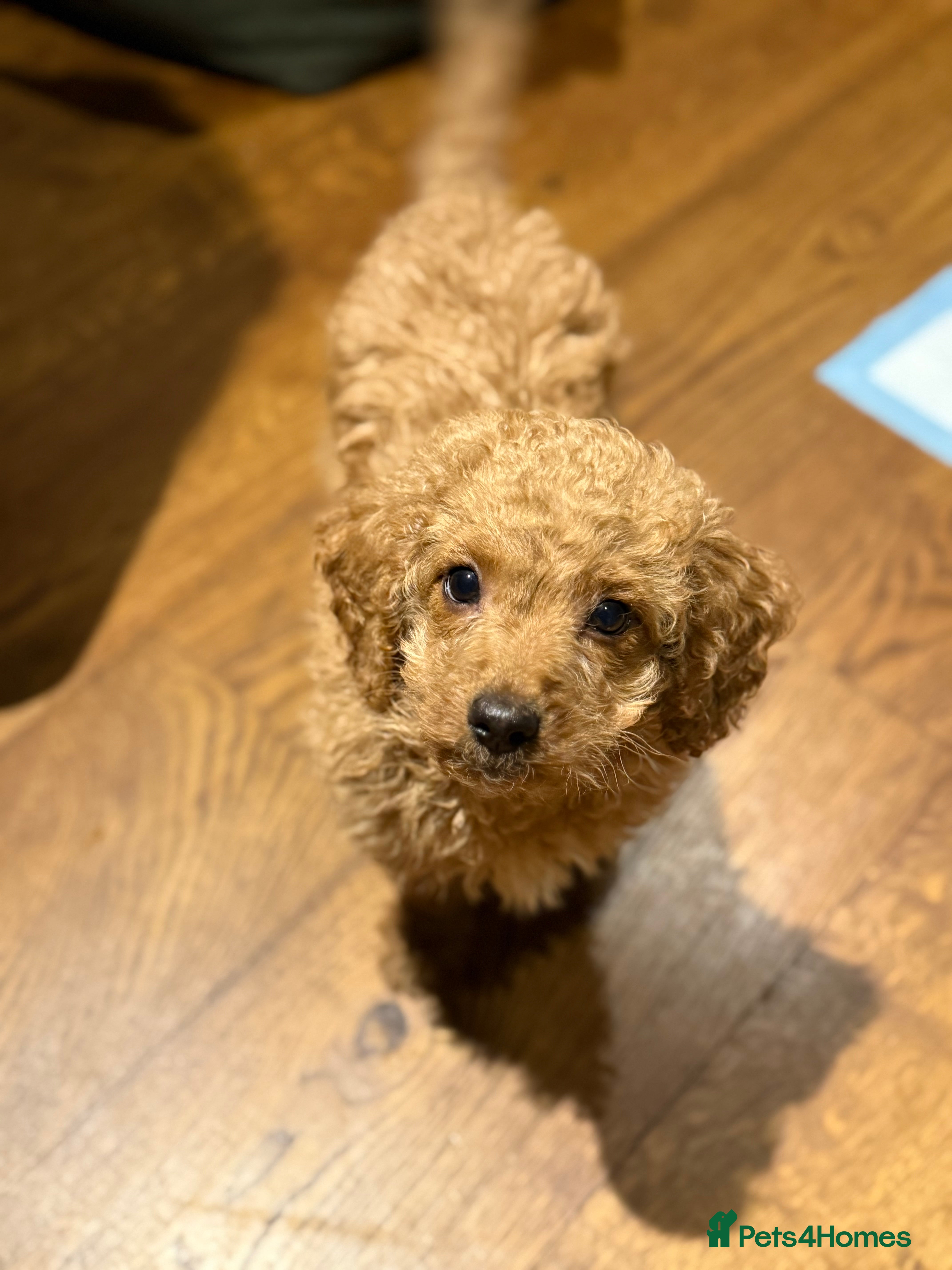 Goldendoodle dogs Mini Goldendoodle Puppy – Loving Home Wanted - Advert 1