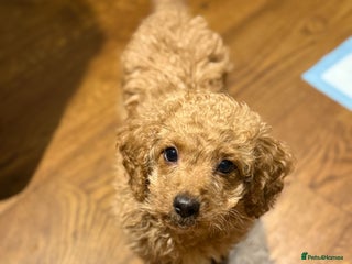 Goldendoodle dogs Mini Goldendoodle Puppy – Loving Home Wanted - Advert 1