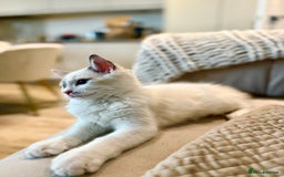 Ragdoll cats for sale: ✨🐾 Beautiful Ragdoll Kittens ✨🐾 - Image 3