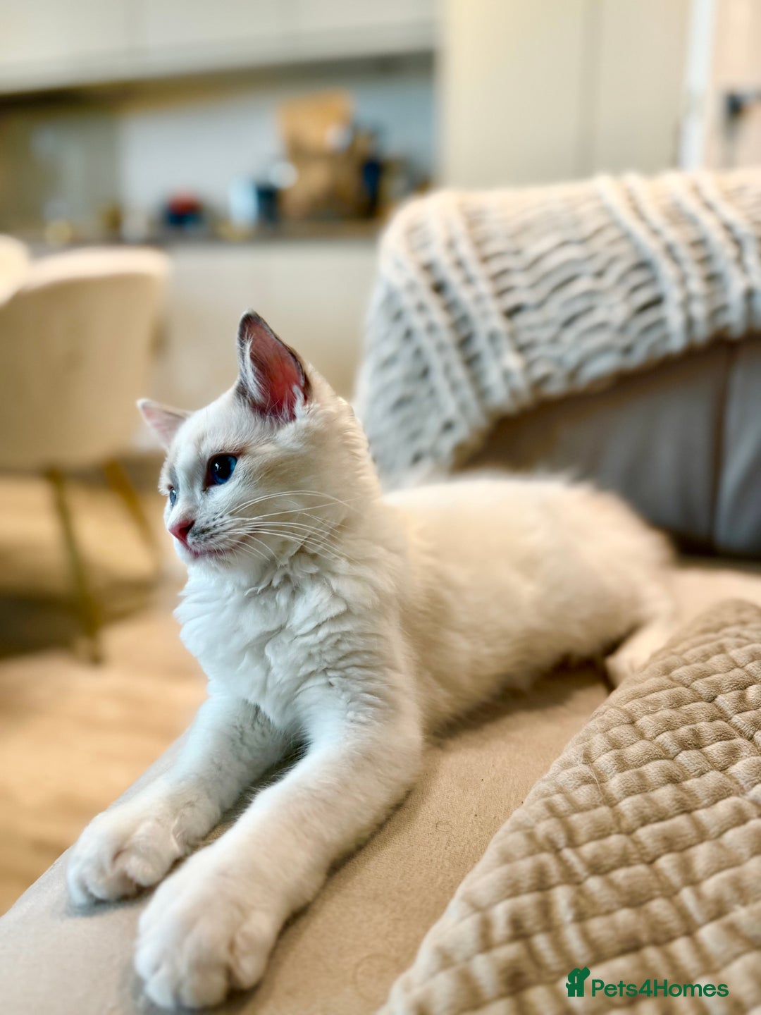 Ragdoll cats for sale: ✨🐾 Beautiful Ragdoll Kittens ✨🐾 - Image 3