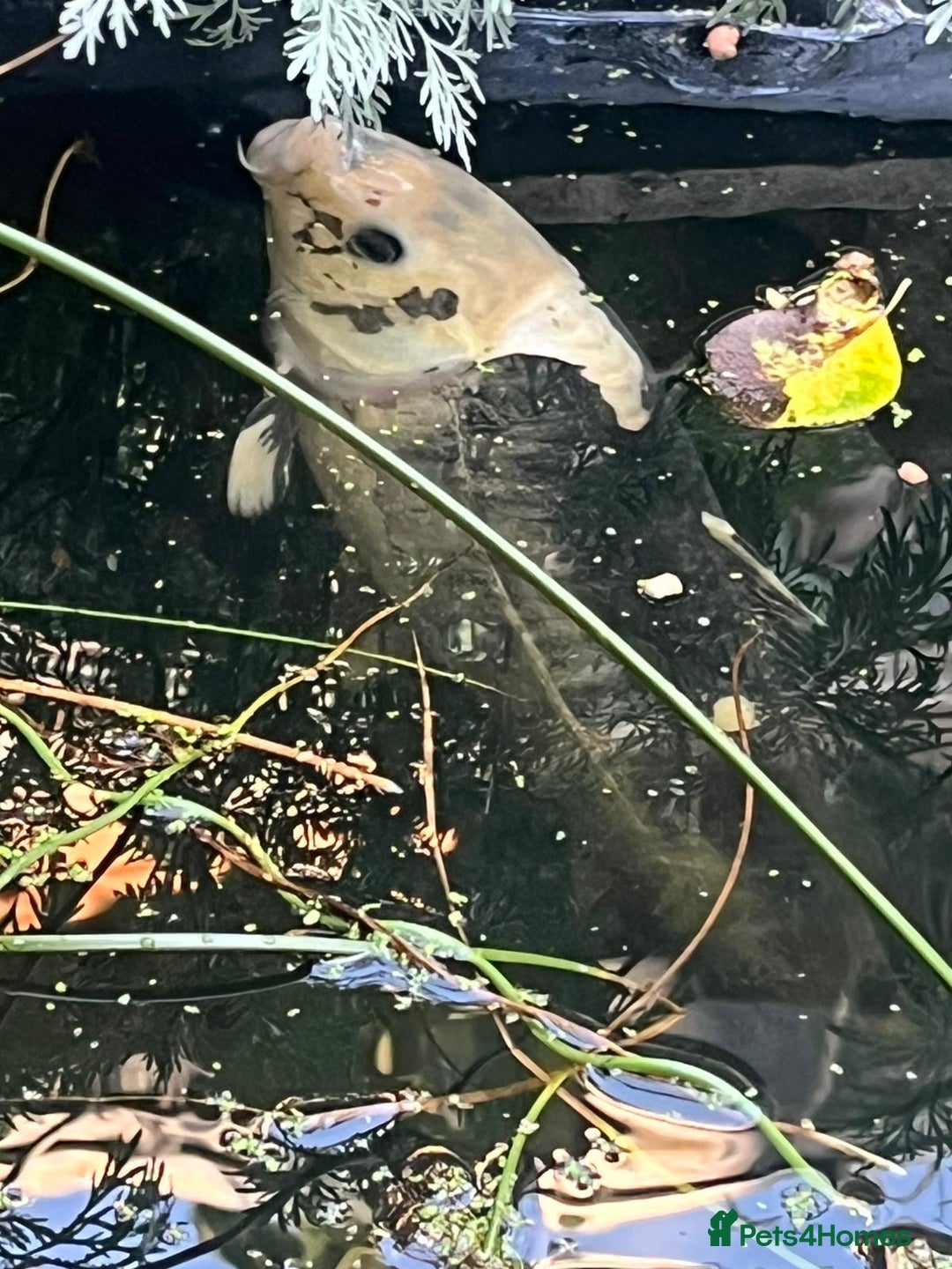 Koi Carp fish for sale: 3 Koi fish for sale - Image 18