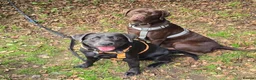 Labrador Retriever dogs for sale: KC Labrador puppies (Silver & Charcoal)  - Advert 38