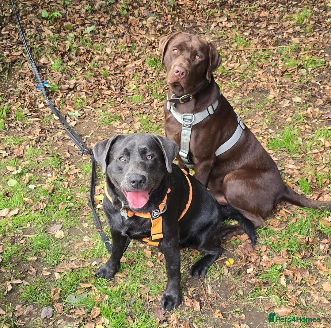 Labrador Retriever dogs for sale: KC Labrador puppies (Silver & Charcoal)  - Advert 38