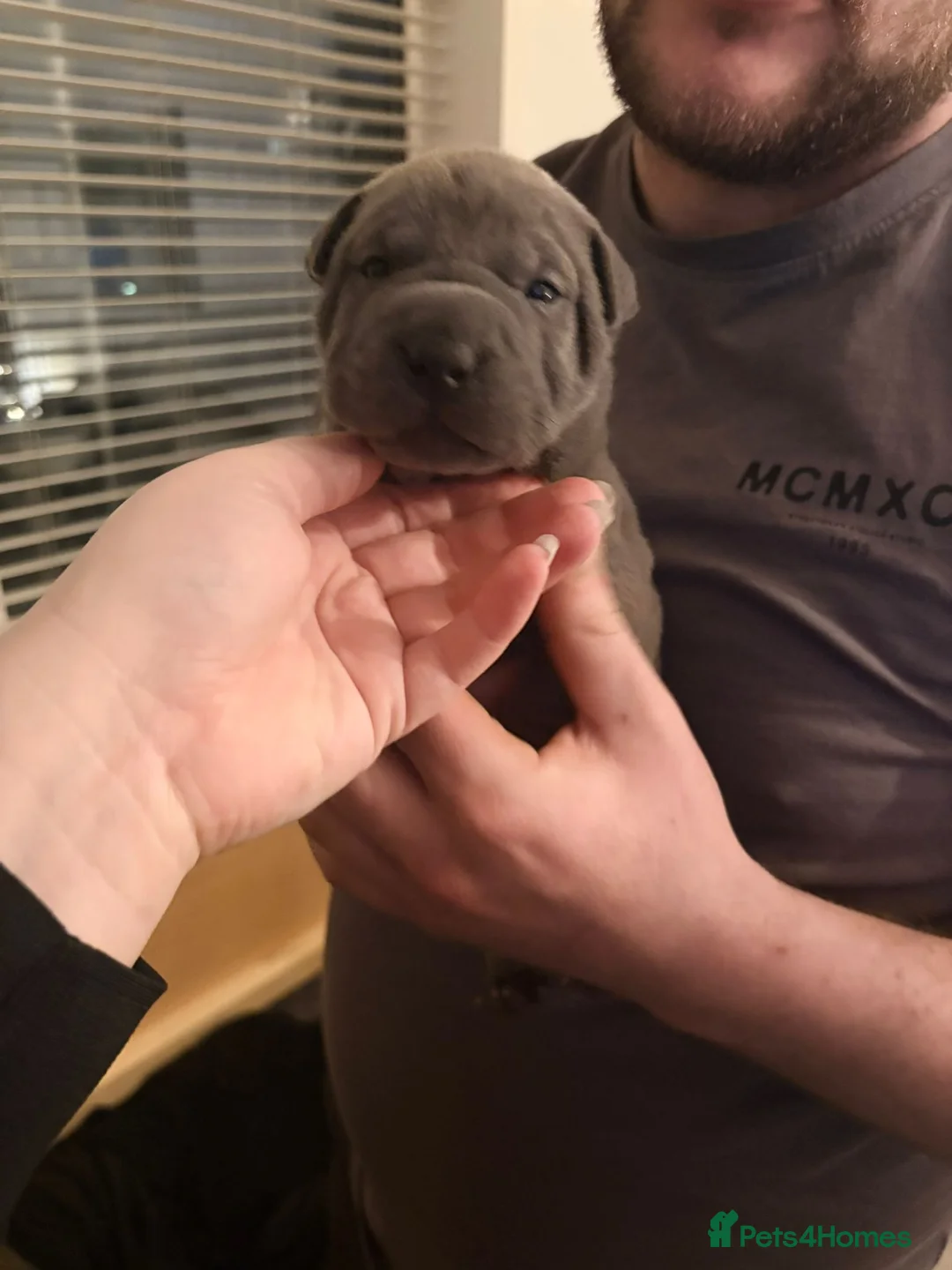 Shar Pei dogs for sale: Shar Pei Puppies looking for forever homes - Advert 27