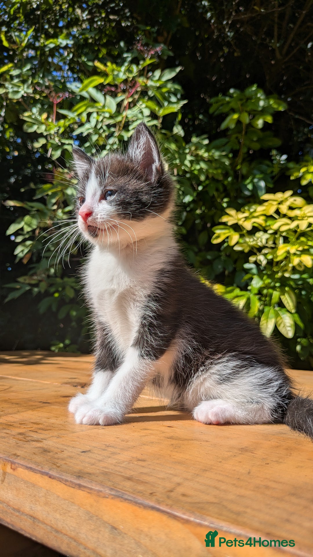 Mixed Breed cats for sale: Tuxedo Kittens - Image 16
