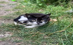 British Shorthair cats for sale: Spooky  - Image 2