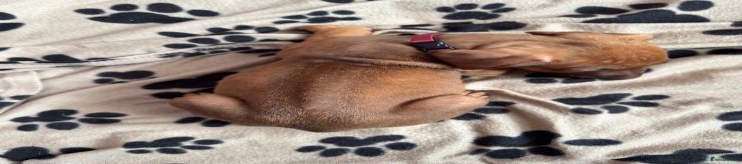 Rhodesian Ridgeback Puppy 14