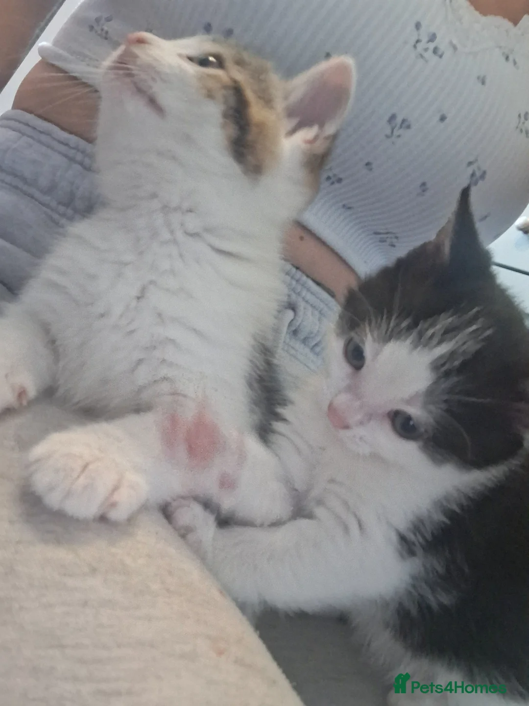 Mixed Breed cats for sale: 2 male kittens 1 female kitten - Advert 2