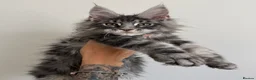 Maine Coon cats for sale: Champion line kittens 🥰 - Advert 37