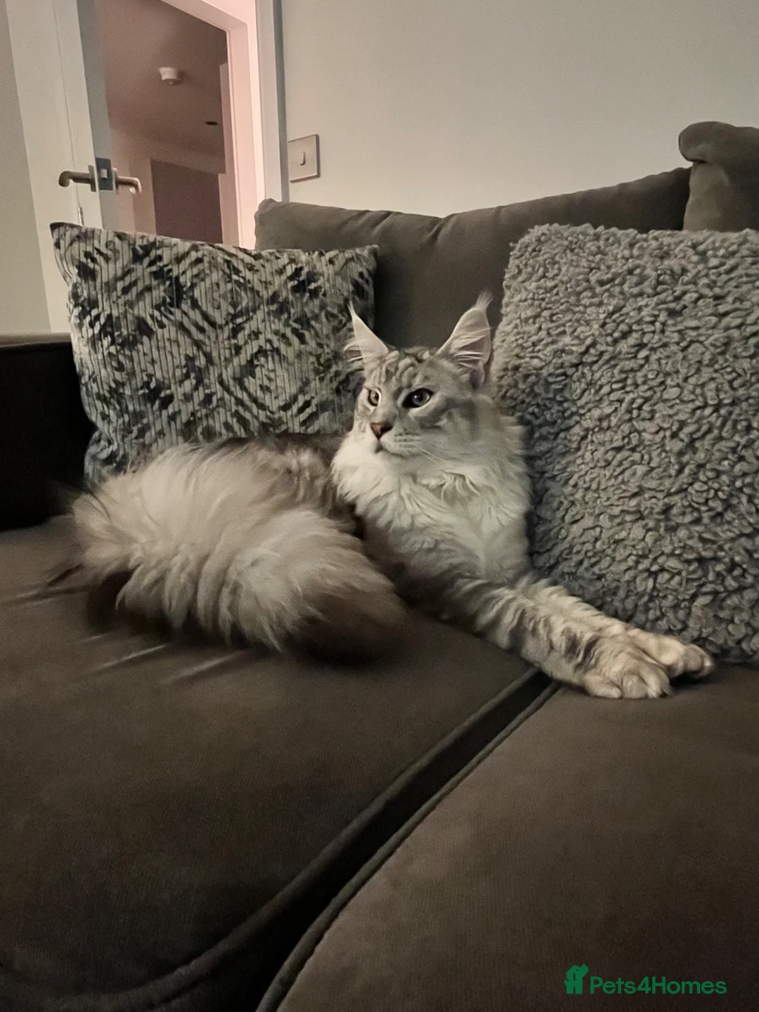 Maine Coon cats for sale: Gorgeous Russian Main Coon x Ragdoll Kittens - Advert 1