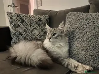 Maine Coon cats Gorgeous Russian Main Coon x Ragdoll Kittens - Advert 3