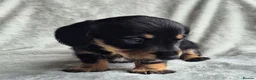 Miniature Dachshund dogs for sale: First generation Silky Wire Haired Mini Dachshund  - Advert 9