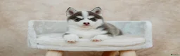 Pomsky dogs for sale: F4 Pomsky Puppies - 2 blue eyed girls left  - Advert 4