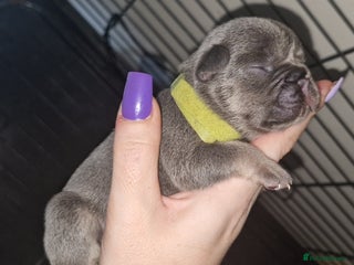 French Bulldog dogs Frenchies - Advert 3