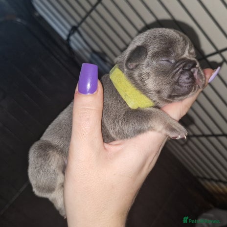 French Bulldog dogs Frenchies - Advert 1