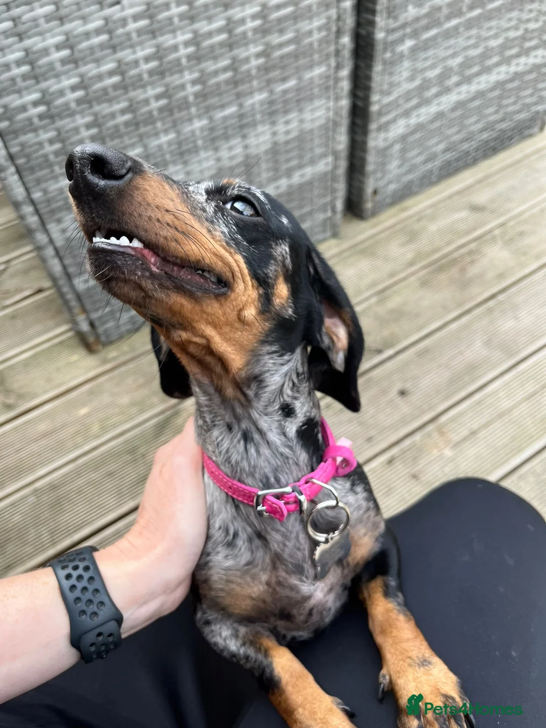 Miniature Dachshund dogs for sale: 15 month old dapple miniature female  - Advert 4