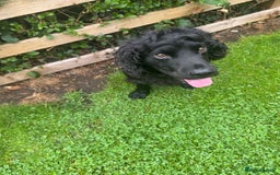Cocker Spaniel dogs for stud: Working bread cocker spaniel  - Image 1