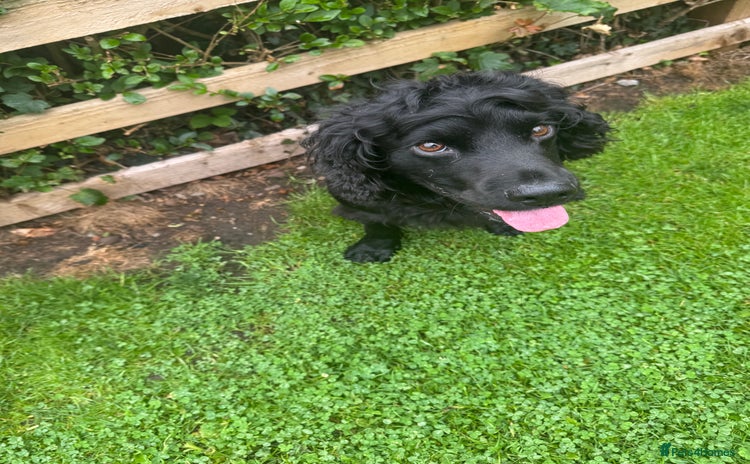 Cocker Spaniel dogs - Advert 16