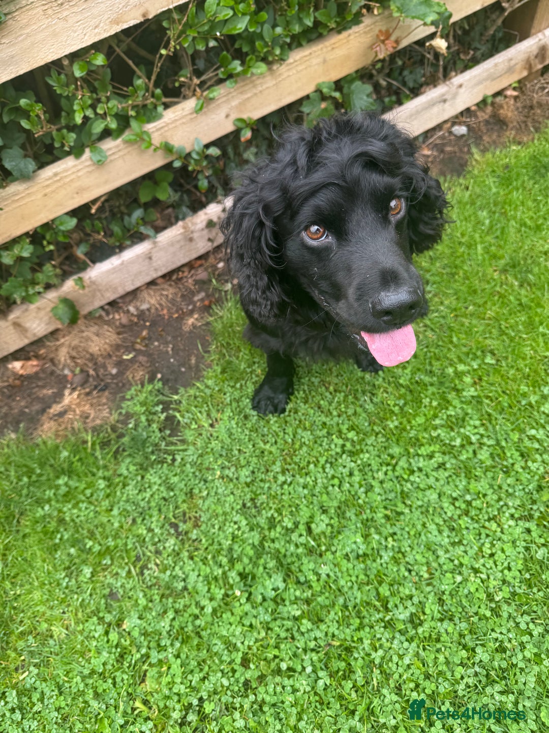 Cocker Spaniel dogs for stud: Working bread cocker spaniel  - Image 1