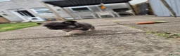 French Bulldog dogs for sale: Floodle french bulldog - Advert 4