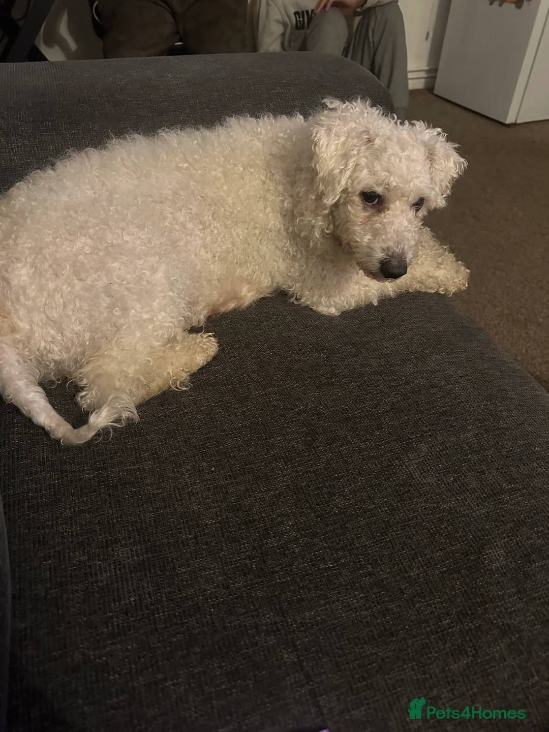 Bichon Frise dogs for sale: For sale puppy bichon frise - Advert 4