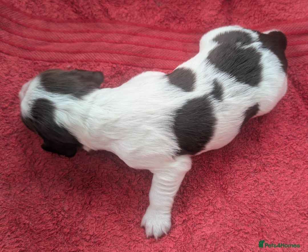 Cocker Spaniel dogs for sale: KC Reg W/T Roan Cocker Spaniels - Image 9