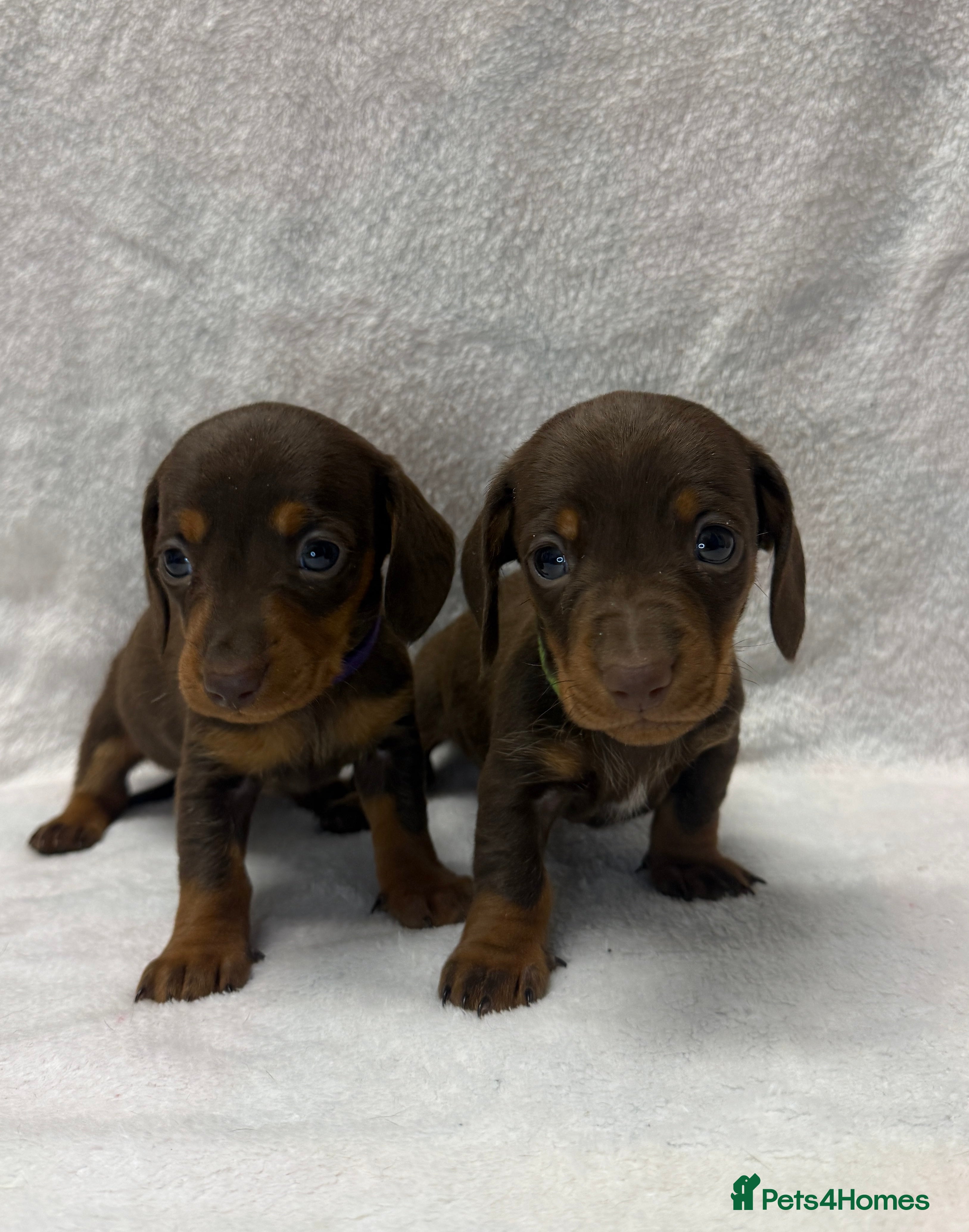Dachshund dogs Kennel Club Registered & Health Tested - Advert 15