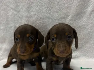 Dachshund dogs Kennel Club Registered & Health Tested - Advert 15
