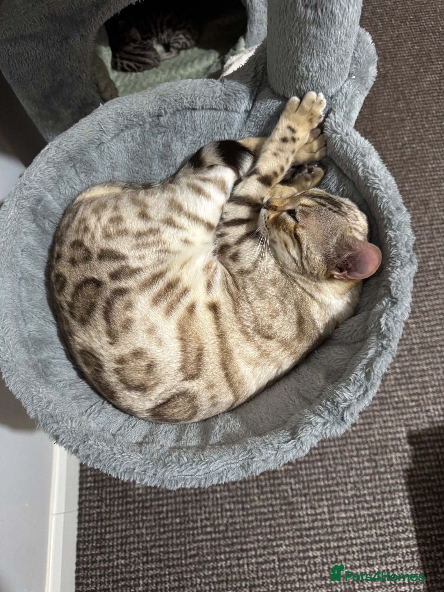 Bengal cats 🐆✨[REDUCED!! REDUCED!!] LAST TWO –PURE BENGAL’S❤️ - Advert 2