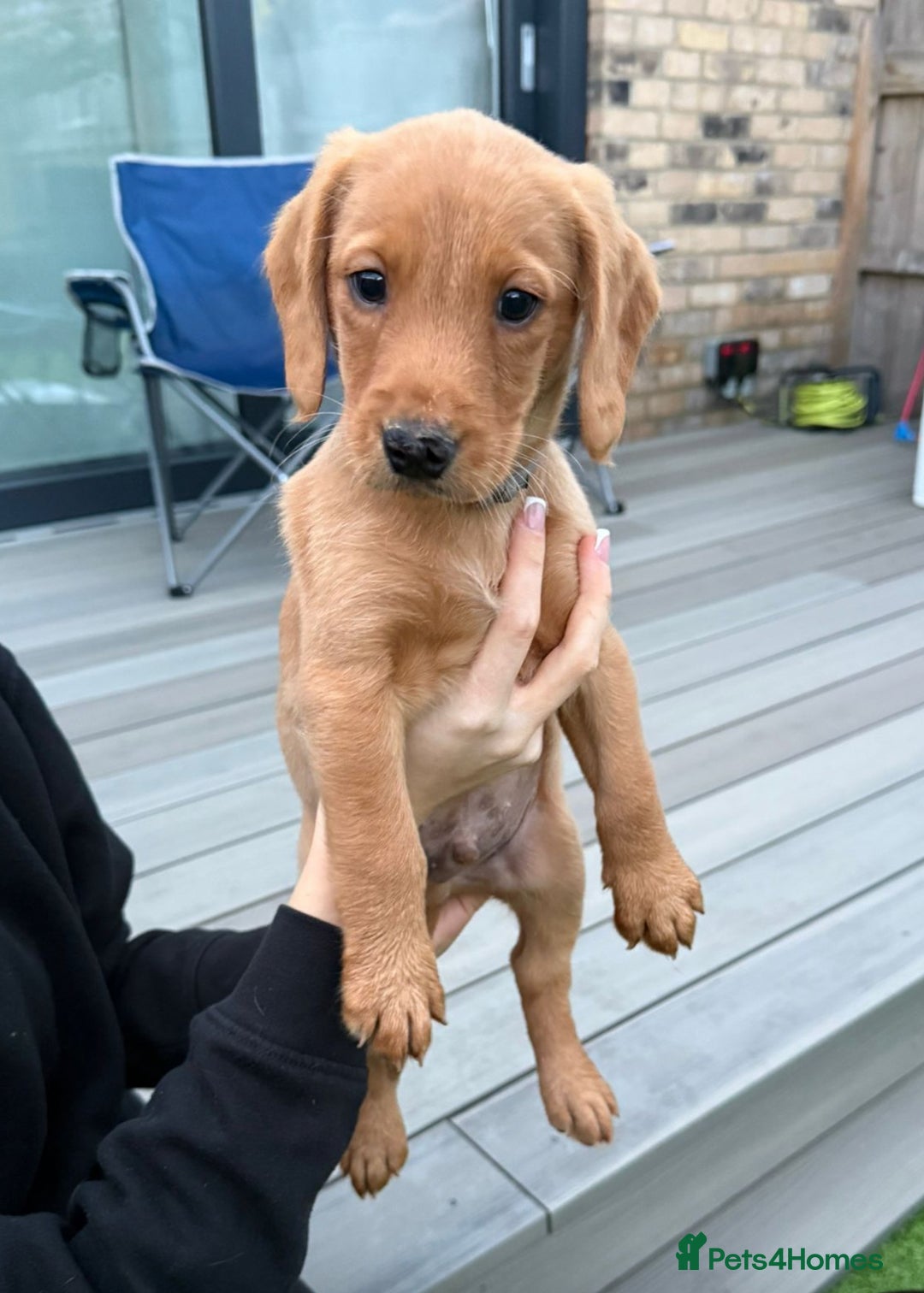 Cockerdor dogs for sale: Fox red cockador  - Image 11